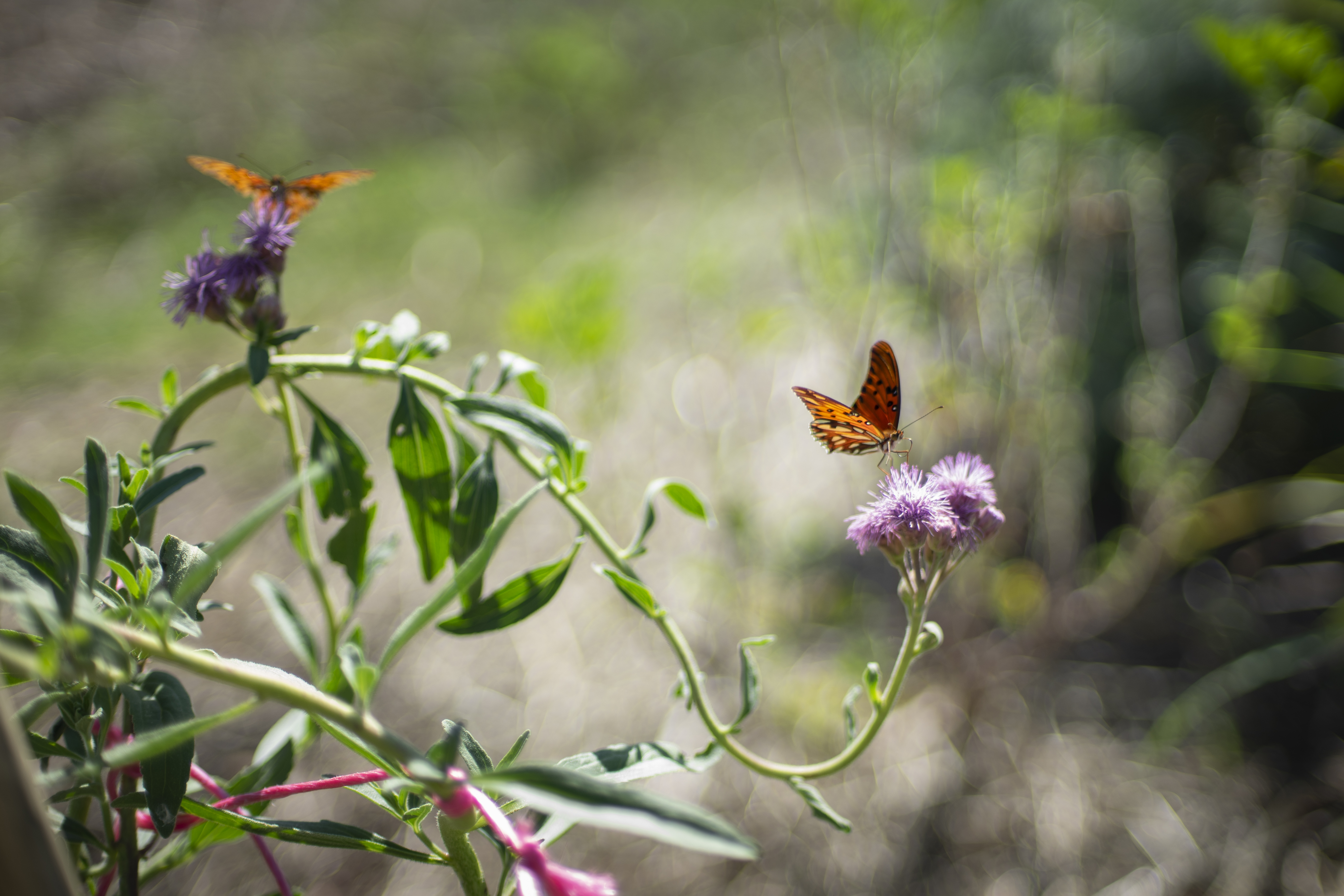 Naturaleza 1